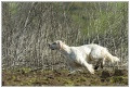 Setter Anglais BUNNY DE L'OYAT DES DUNES